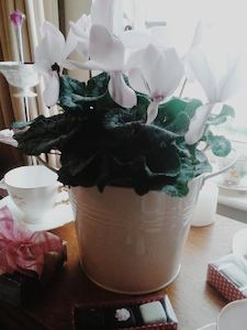 Cyclamen in pot (or other seasonal plant)