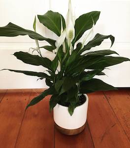 Peace Lily in ceramic pot