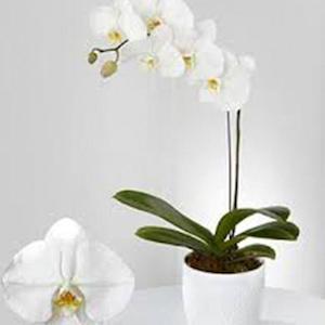 Phalenopsis Orchid Plant in Pot