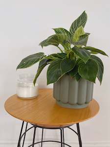 Philodendron Birkin