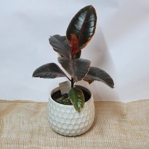 Ficus Elastica Ruby