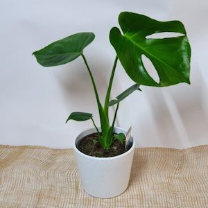 Monstera Deliciousa