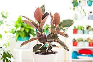 “Ruby” Ficus Elastica with Ceramic Pot