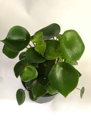 Peperomia Raindrop