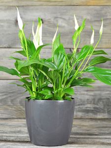 Peace lily potted plant