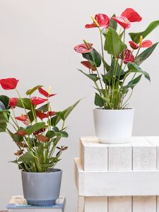 Florist: Anthurium potted plant