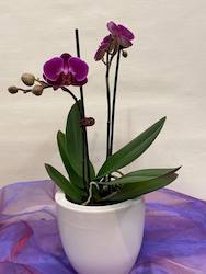 Mini Orchid