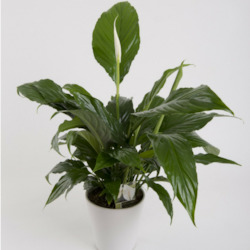 Peace Lily Plant