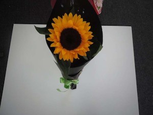 Single Sunflower