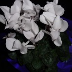 White Cyclamen Plant