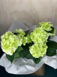 Flower: Hydrangea Plants