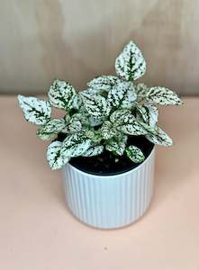 Small Hypoestes