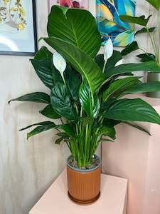 Flower: Potted Peace Lily