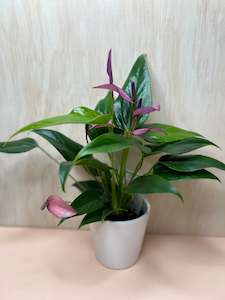 Small Potted Anthurium