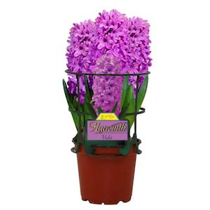 Potted Hyacinth Gift Wrapped