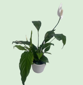 Peace Lily Plant