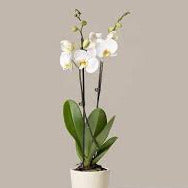 White Phalaenopsis Orchid Plant