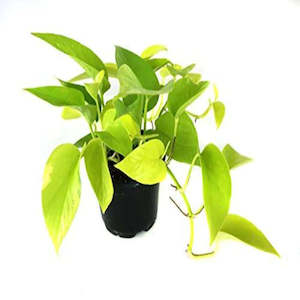 Epipremnum Aureum Golden Neon