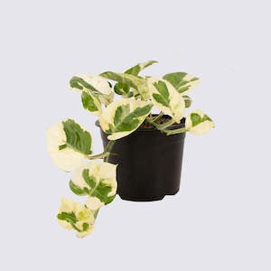 N'Joy Pothos Epipremnum aureum