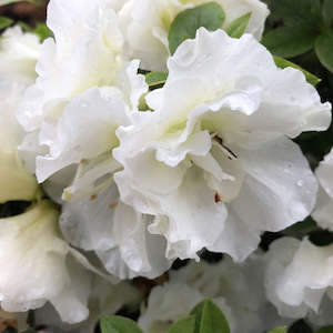 Flower: Standard Azalea Plant