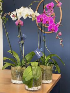 Phalenopsis Orchid Plant Large