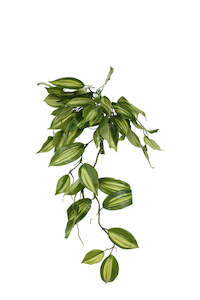 Gift: Vanilla Orchid Leaf Bush