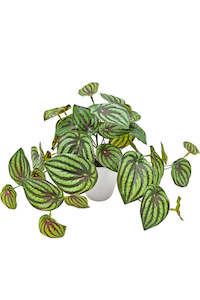 Gift: Peperomia Watermelon Real Touch Potted