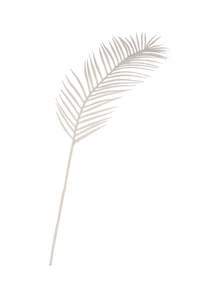 White Palm Leaf 1m