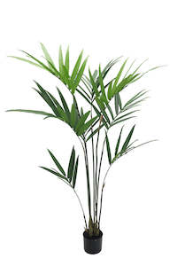 Kentia Palm Potted - 1.5m / 1.8