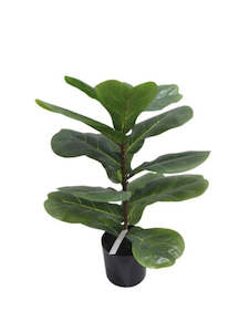 Gift: Fiddle Leaf Plant Potted 56cm