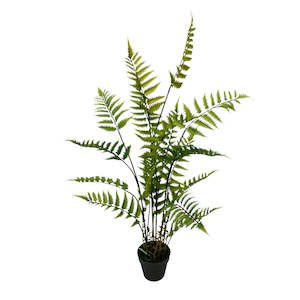 Butterfly Fern Potted