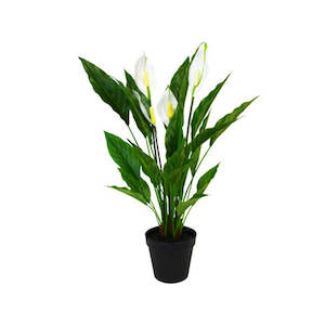 Gift: Potted Spathiphyllum