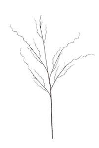 Gift: Twisted Willow Branch 1.3m