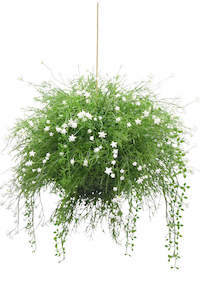 Gift: Hanging Babies Breath Foliage Ball 48cm