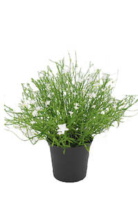 Gift: Babies Breath Bush Potted