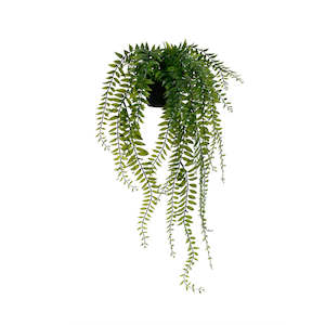 Gift: Sword Fern Potted