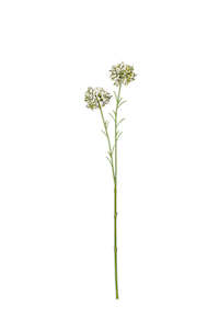 Gift: Mini Allium Cream 46cm