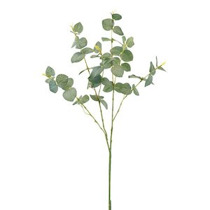 Gift: Blue Eucalyptus Stem