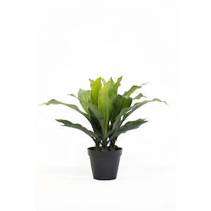 Potted Dracaena