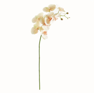 Apricot Moth Orchid