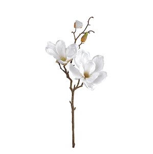 Gift: Southern Magnolia - White