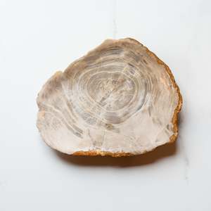 Petrified Wood Plate | 'A'