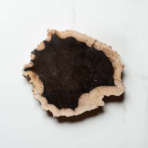 Petrified Wood: Petrified Wood Slice | Example 'I'