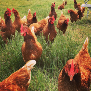 Poultry farming - for eggs: The Ian