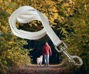 Dog Lead Webbing