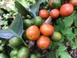 Coffee: Finca Villarazo Pink Bourbon Cascara - Coffee Cherry Husk Tea