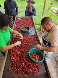 Coffee: Natural Extended Fermentation Castillo by Diofanor Ruiz