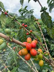 Coffee: Washed Papayo by Luis AnÃ­bal CalderÃ³n