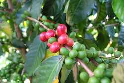 PopayÃ¡n Sugar Cane Decaf