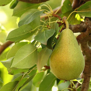 Fresh Fruit: Seasonal Pears